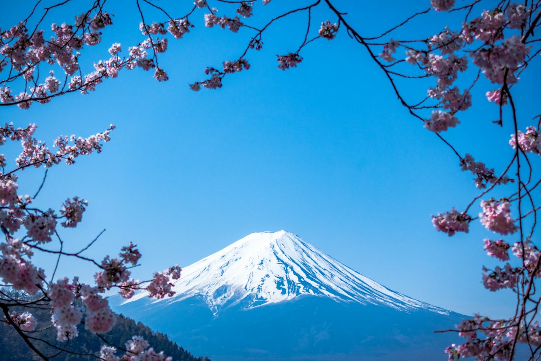 Mount Fuji framed by cherry blossom